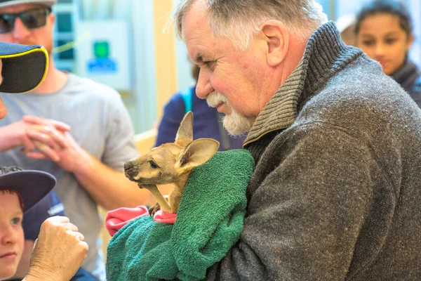 Kangaroo Sanctuary Coober Pedy — Fotografie, imagine de stoc