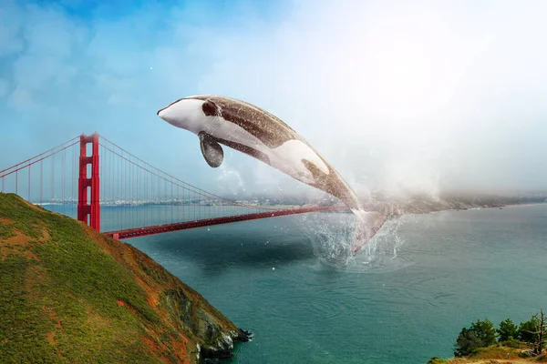 Baleia assassina na Golden Gate Bridge — Fotografia de Stock