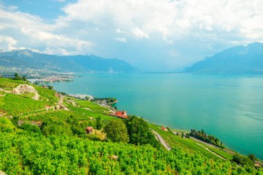 Lavaux üzüm bağları
