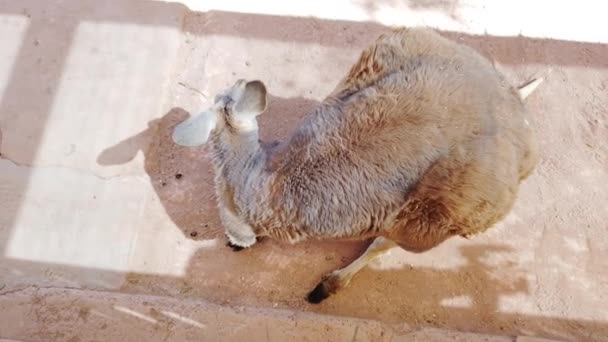 Vista superior del canguro en Australia — Vídeos de Stock