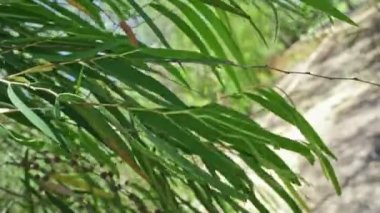 Koala Yanchep Milli Parkı 'nda.