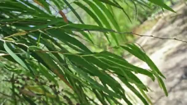 Коала в національному парку Янчеп. — стокове відео