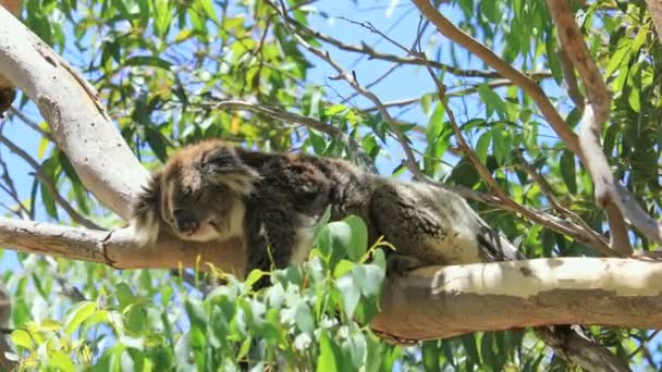 Koala v národním parku Yanchep — Stock video