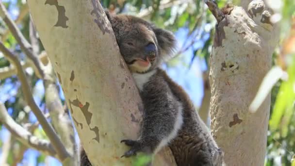 Koala in Nationaal Park Yanchep — Stockvideo