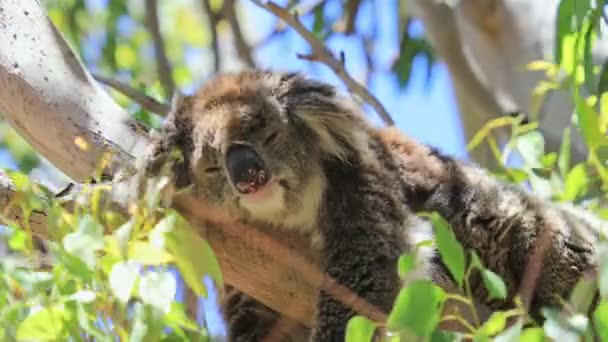 Ein schlafender Koala — Stockvideo
