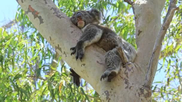 Koala en el árbol — Vídeos de Stock