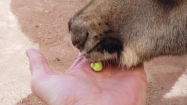 Alimentación manual de canguro en Australia — Vídeo de stock