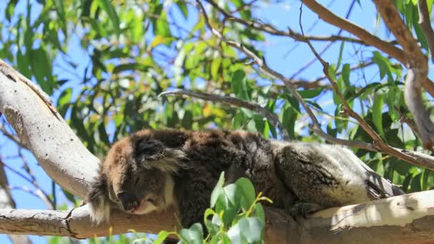 Koala en el árbol — Vídeo de stock