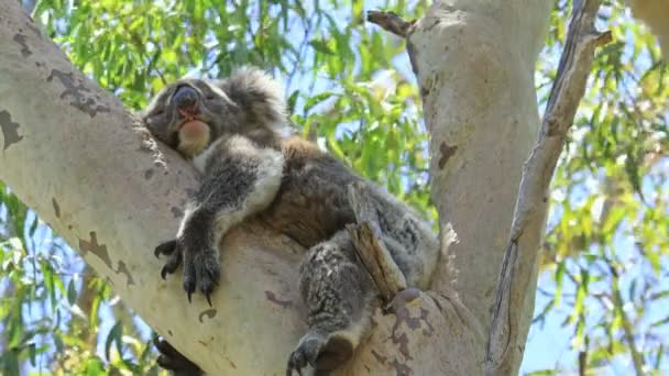 Koala dans le parc national de Yanchep — Video