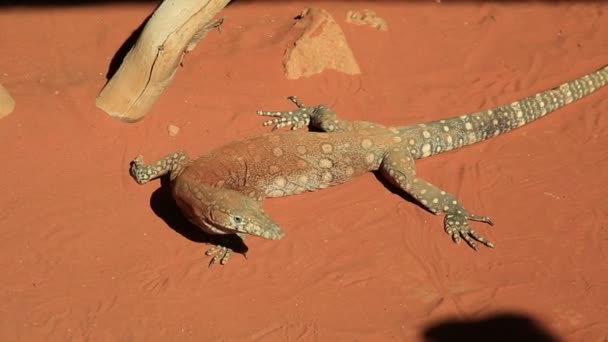 Perentie Varanus gigante — Vídeos de Stock