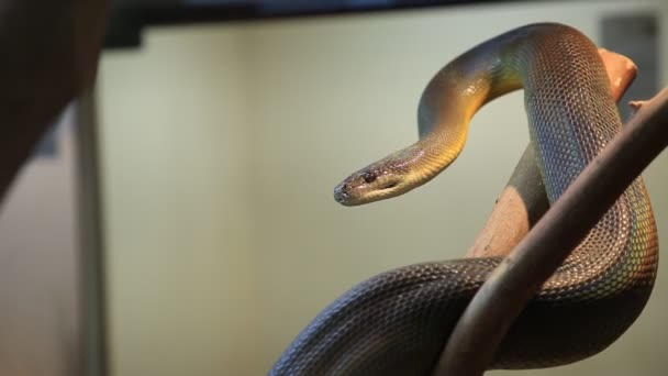 Water python snake — Stock Video