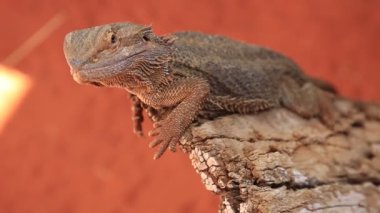 Pogona Vittiseps veya Sakallı Ejder