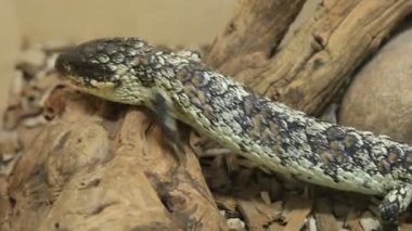 Tiliqua rugosa skink