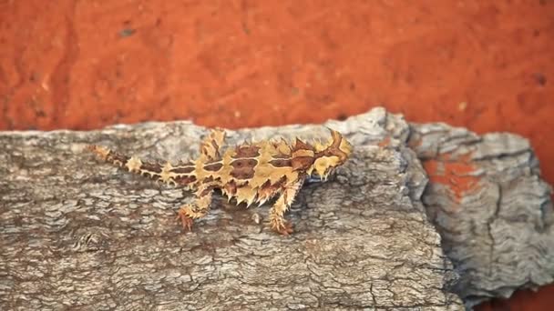 Thorny duivel in de woestijn — Stockvideo