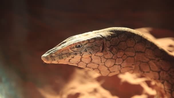 공작 도마뱀의 머리를 가까이 다가가다 — 비디오
