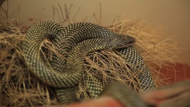 King brown mulga snake — Stock Video