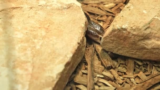 Coastal taipan snake — Stock Video