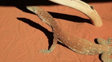 Perentie Varanus giganteus