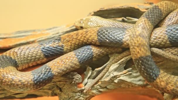 Western brown snake — Stock Video