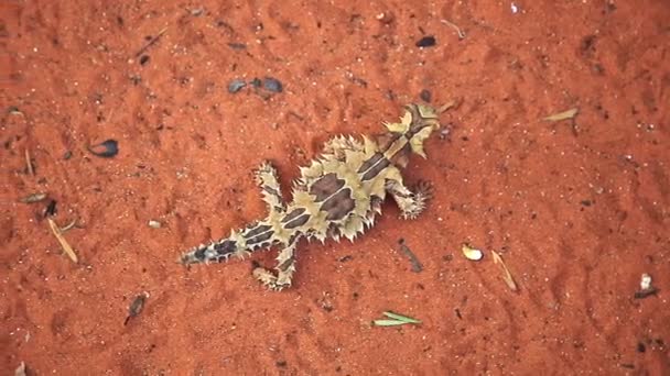 Thorny devil Australia — Stock Video