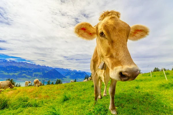 Cow in Mount Rigi — Stock Photo, Image
