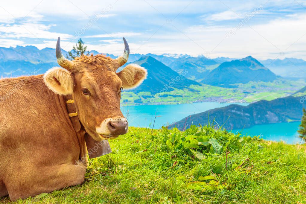 Cow Portrait with horns in Mount Rigi