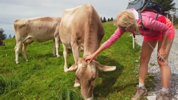 Mulher com pastoreio de vaca — Vídeo de Stock