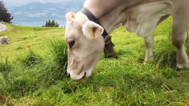 Vaca sin cuernos pastando en Suiza — Vídeos de Stock