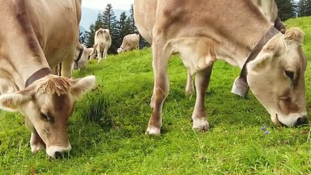 Vaca sin cuernos Suiza — Vídeos de Stock