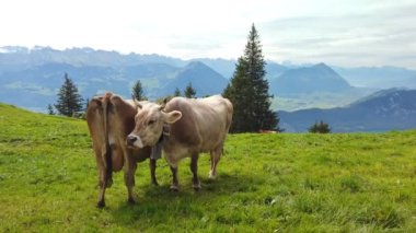 İsviçre İnekler Sürüsü
