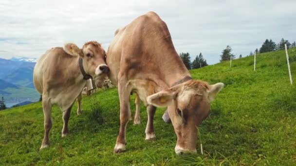 Pasoucí se krávy na alpské louce Švýcarska — Stock video