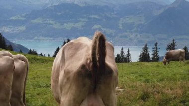 İsviçre İnekler Sürüsü