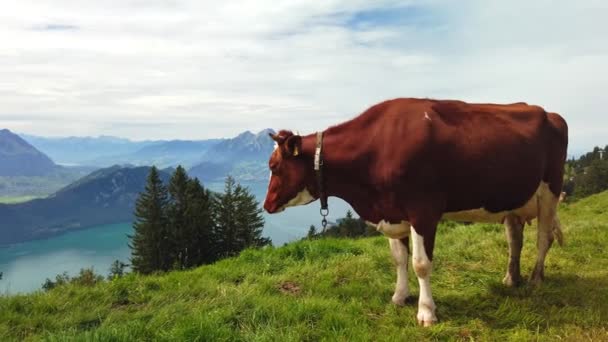 İsviçre 'de boynuzlu inek — Stok video