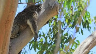 Koala Batı Avustralya