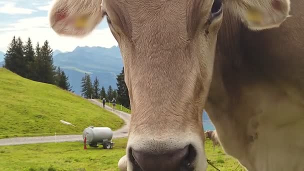 Faccia di mucca sul Monte Rigi — Video Stock