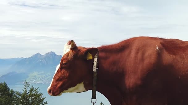 Корова з рогами — стокове відео
