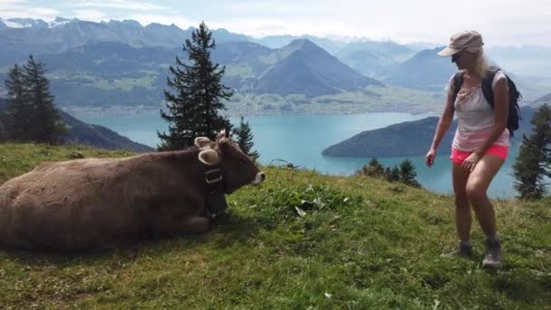 Mochilero mujer con vaca Suiza — Vídeo de stock