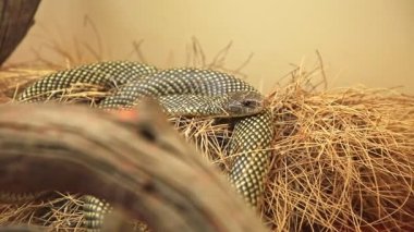 Kral kahverengi mulga yılanı