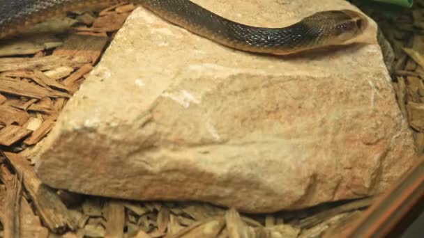 Прибережна тайпанська змія — стокове відео