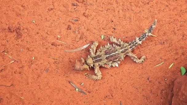 Espinhoso diabo no deserto — Vídeo de Stock