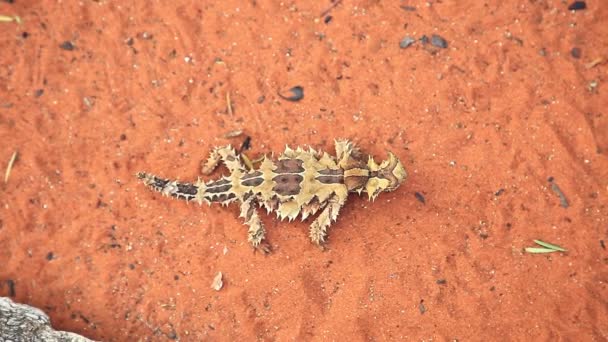 Thorny devil on red sand — Stock Video