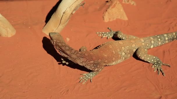 Perentie hagedis reptiel — Stockvideo