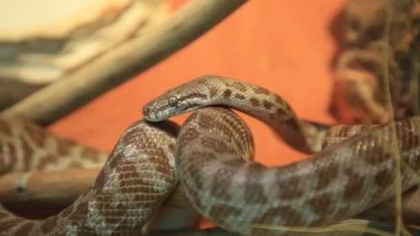 Stimsons serpiente pitón — Vídeo de stock