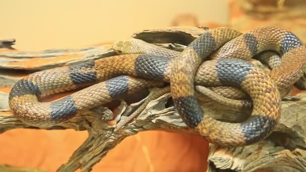 Коричневая змея — стоковое видео