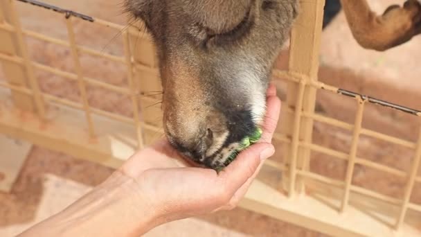 Kvinna hand mata känguru i Australien — Stockvideo