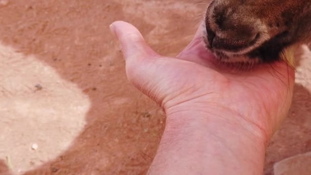 Avustralya 'da elle beslenen kanguru. — Stok video