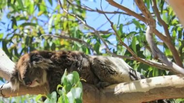 Koala Yanchep Milli Parkı 'nda.
