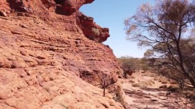 Watarrka Ulusal Parkı ağaçları