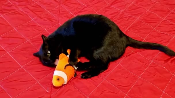 Chat jouer avec des poissons en peluche — Video