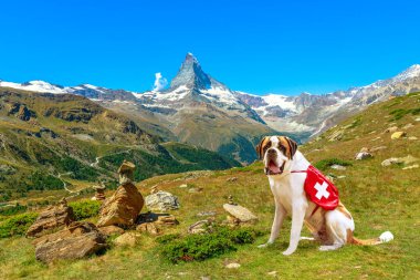 İsviçre 'deki St. Bernard Köpeği